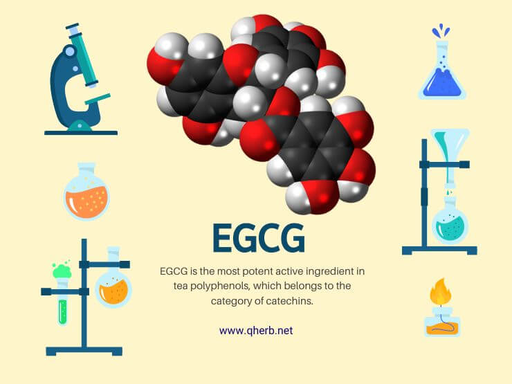 EGCG supplier