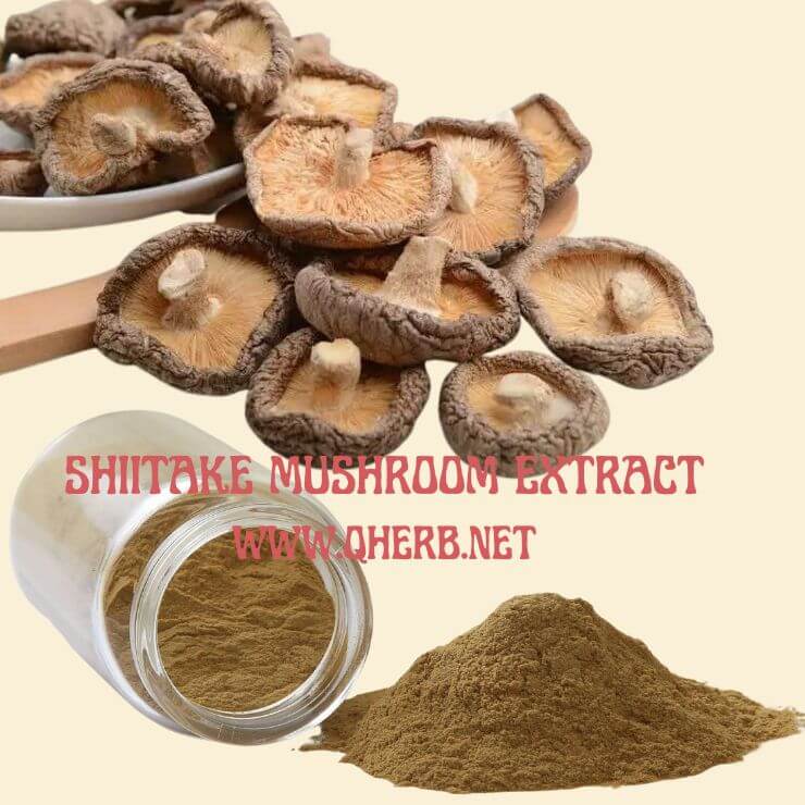 Shiitake Mushroom Extract Powder