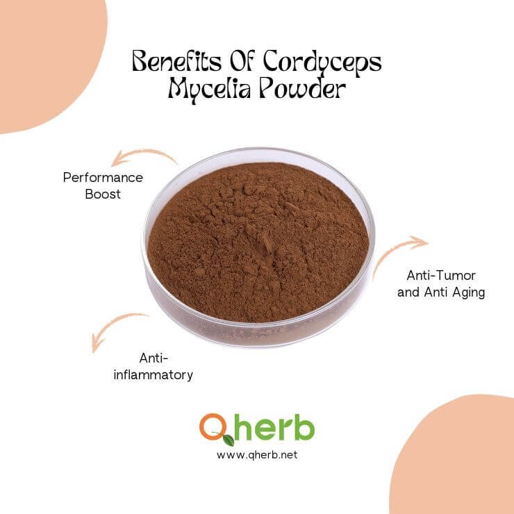 Cordyceps Mycelia Powder