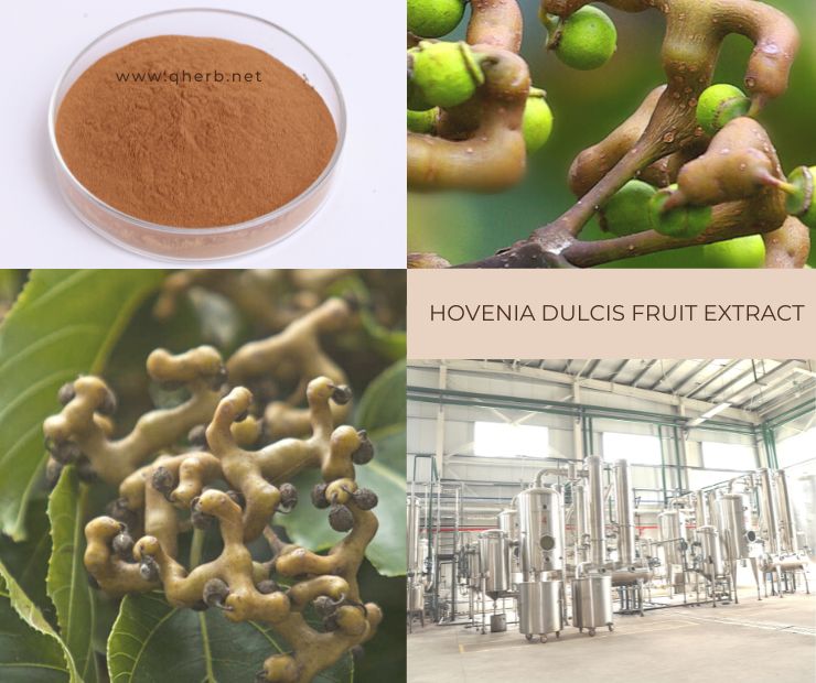 Hovenia Dulcis Fruit Extract