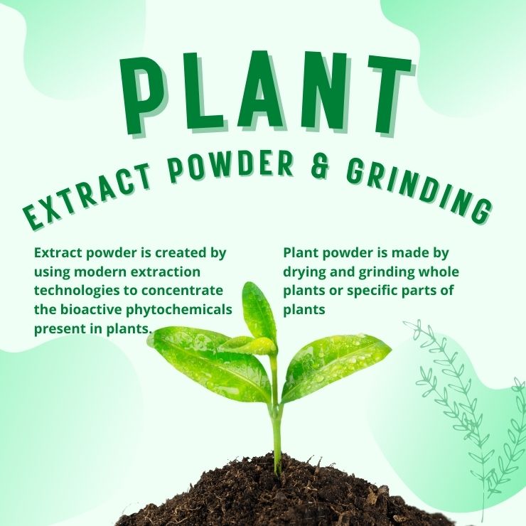 Plant Extract Powder