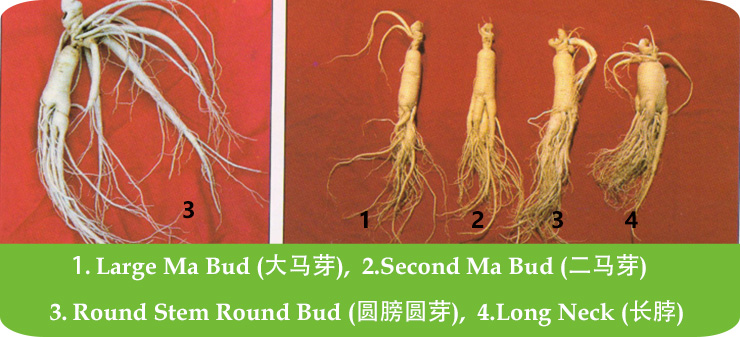 Classification of Ginseng Based on Root Morphology