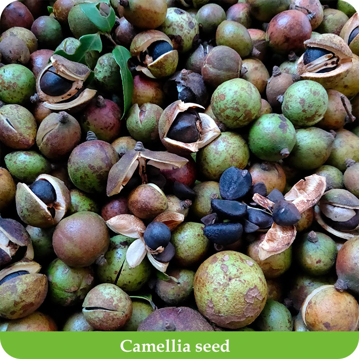 Camellia seed