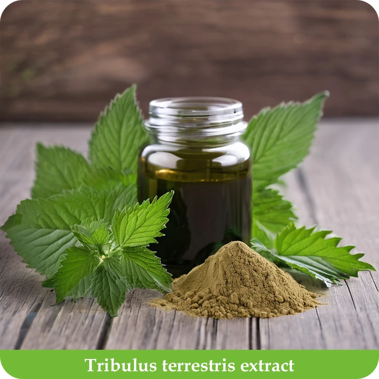 Tribulus terrestris extract